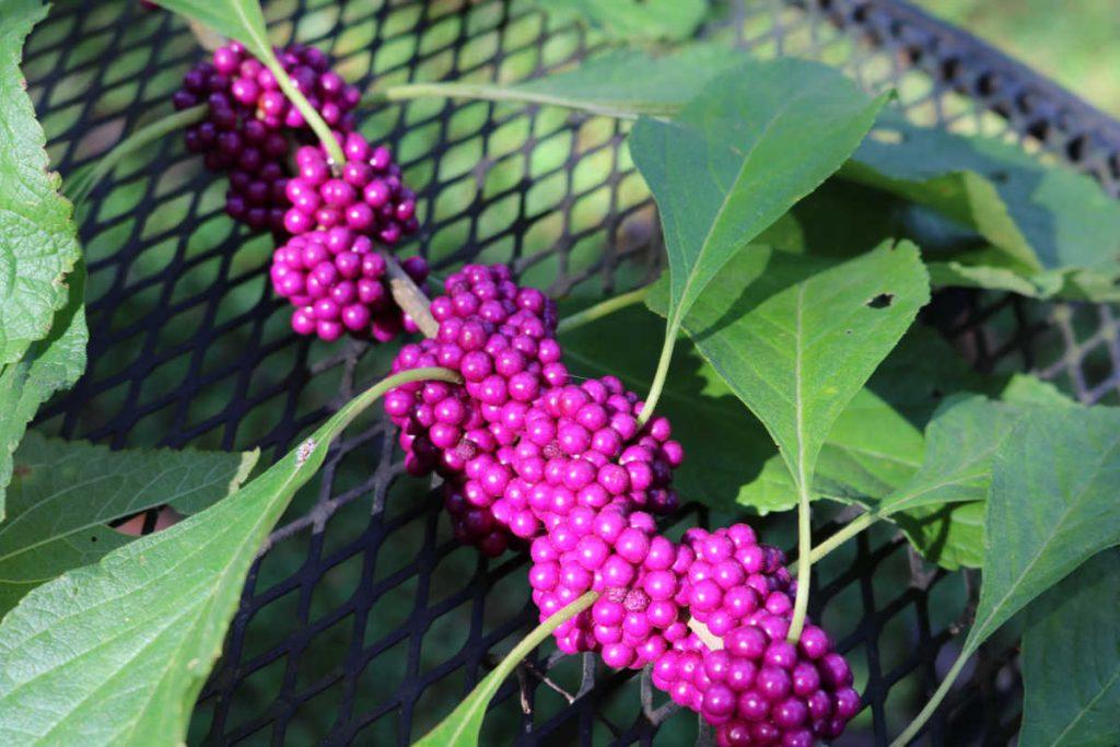 berries of a beautyberry bush