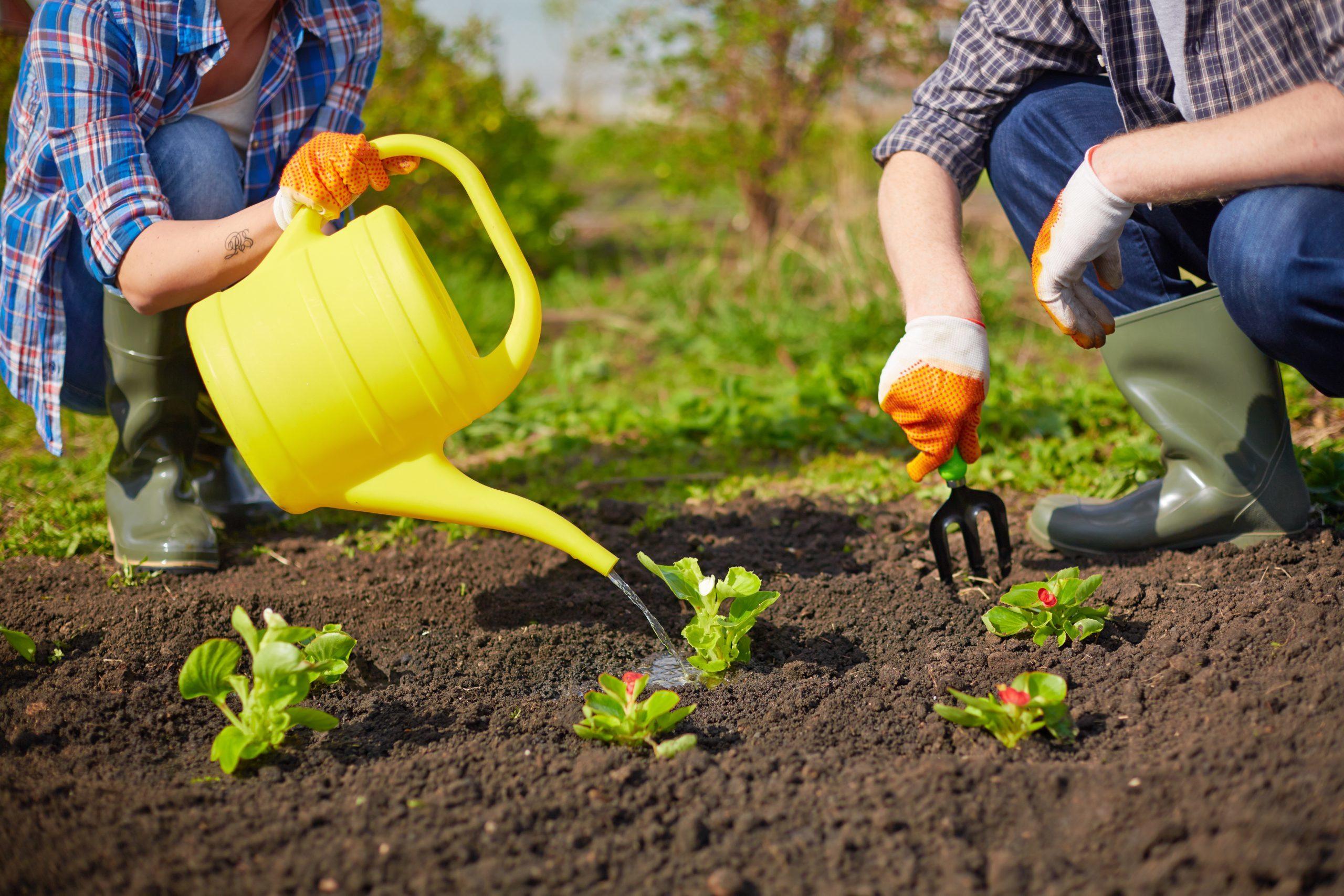 Set Garden Goals in 4 Easy Steps