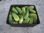 pickles