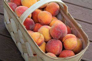 freestone peaches from haines city florida