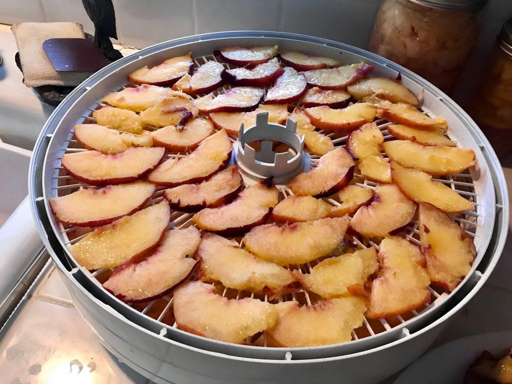 peaches in a dehydrator