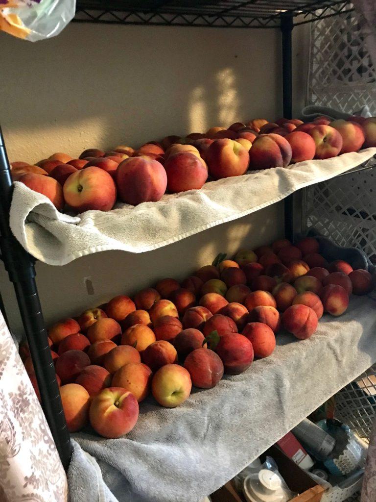 peaches on a rack to ripen