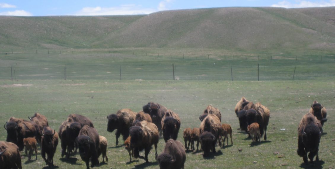 buffalo