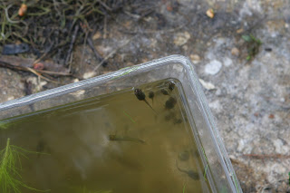 tadpoles in a bucket