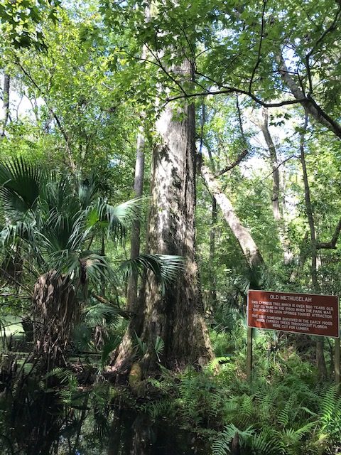 cypress tree on hiking trail