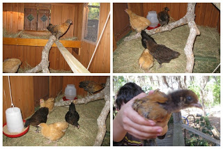 building a chicken coop