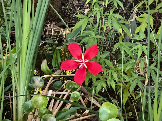 spring garden run