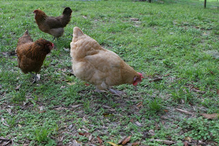 chickens pecking around the backyard