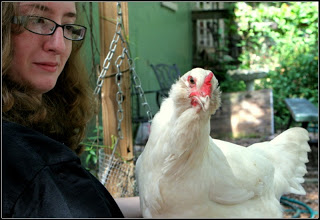 violet the backyard chicken
