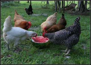 chickens eating watermelon