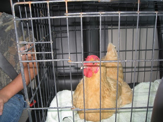 hope the chicken going for a car ride