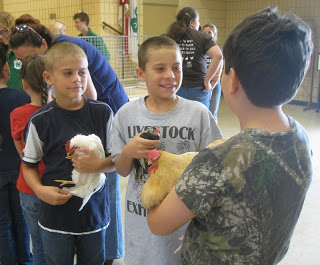 boys talking about their chickens