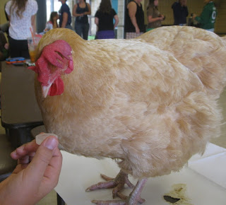 hope the chicken eating a snack