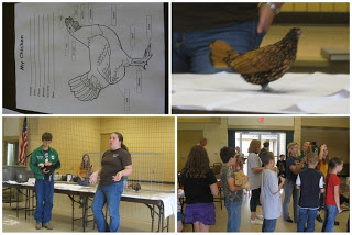 4H lesson on showing chickens at the fair