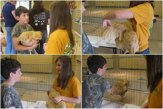 learning to show a chicken at the fair