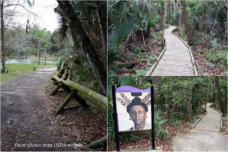 walking trail at alexander springs national park