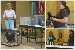 4H chicken demonstration