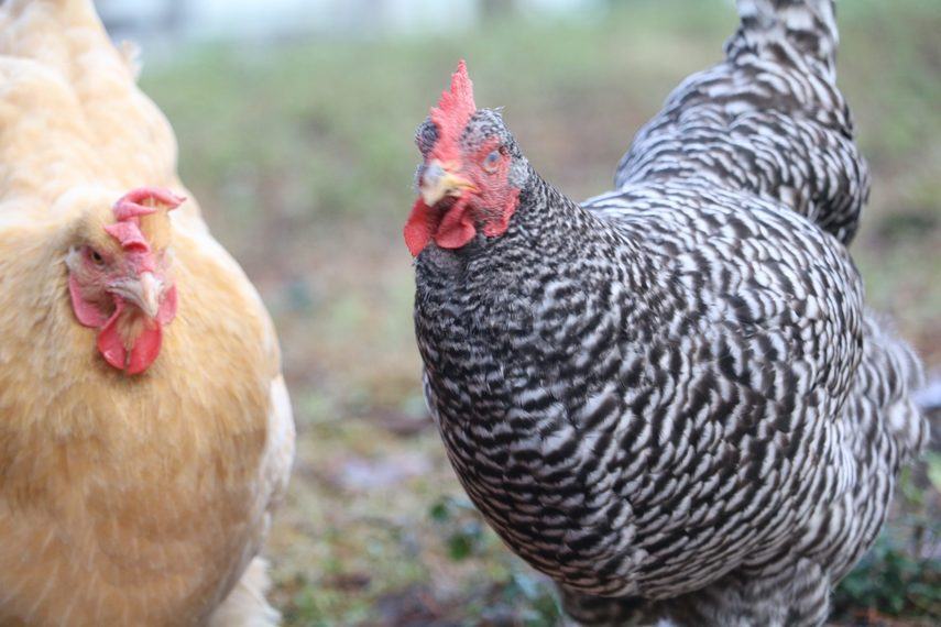 raising backyard chickens