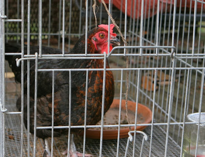 broody chicken henrietta in a cage
