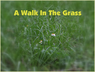walk in grass grass