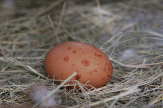 egg in a nest