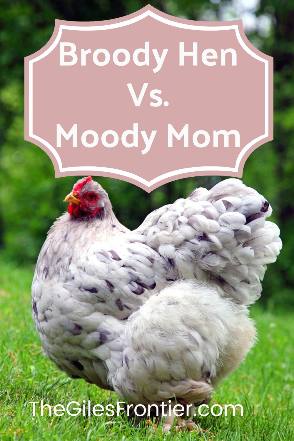 broody chicken versus moody mom
