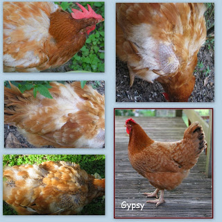 hen with molting feathers being broody