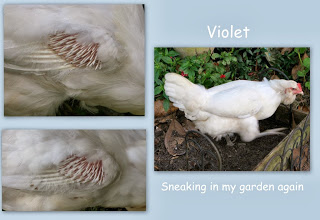 how chickens molt and grow new feathers