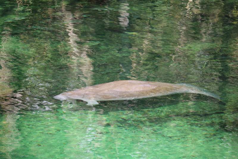 manatee at blue spring florida