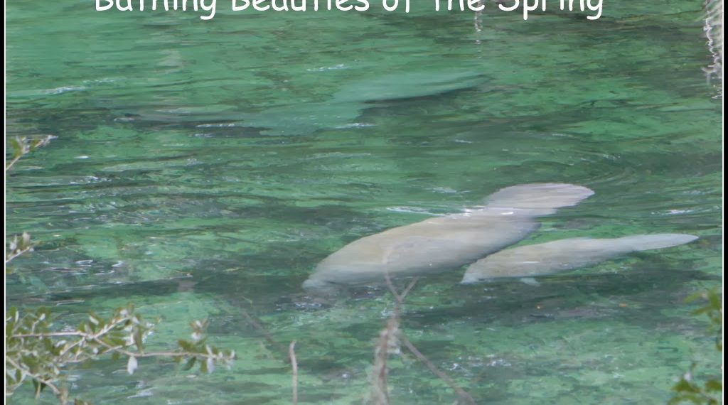 manatee