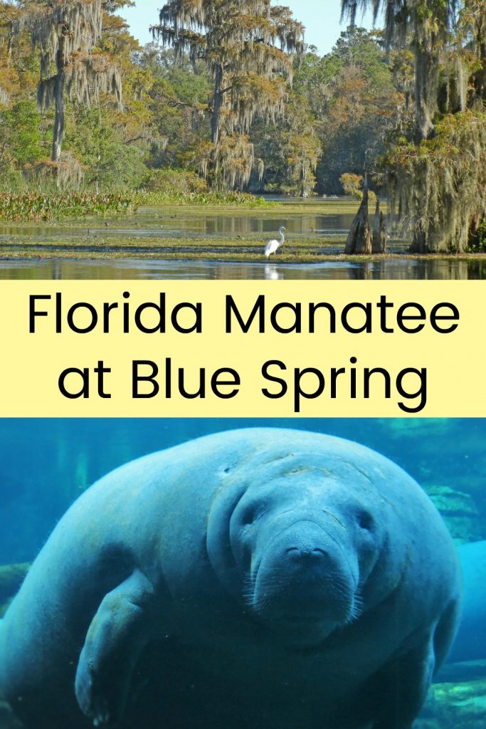 florida manatee