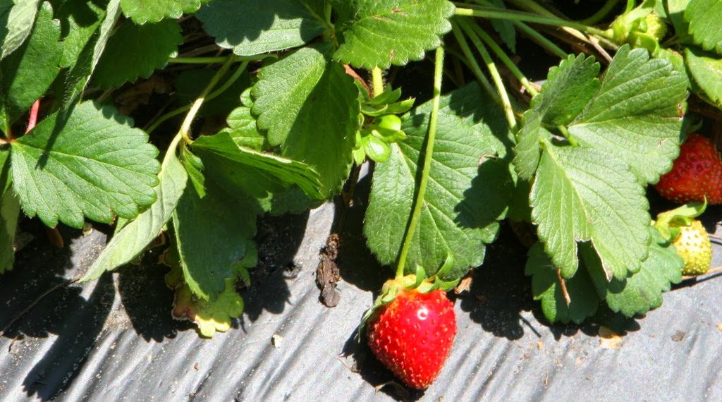 strawberries