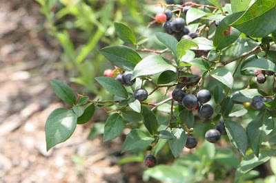 blueberry bush