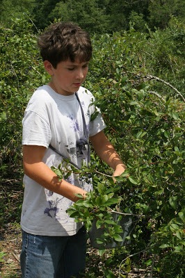 picking blueberries