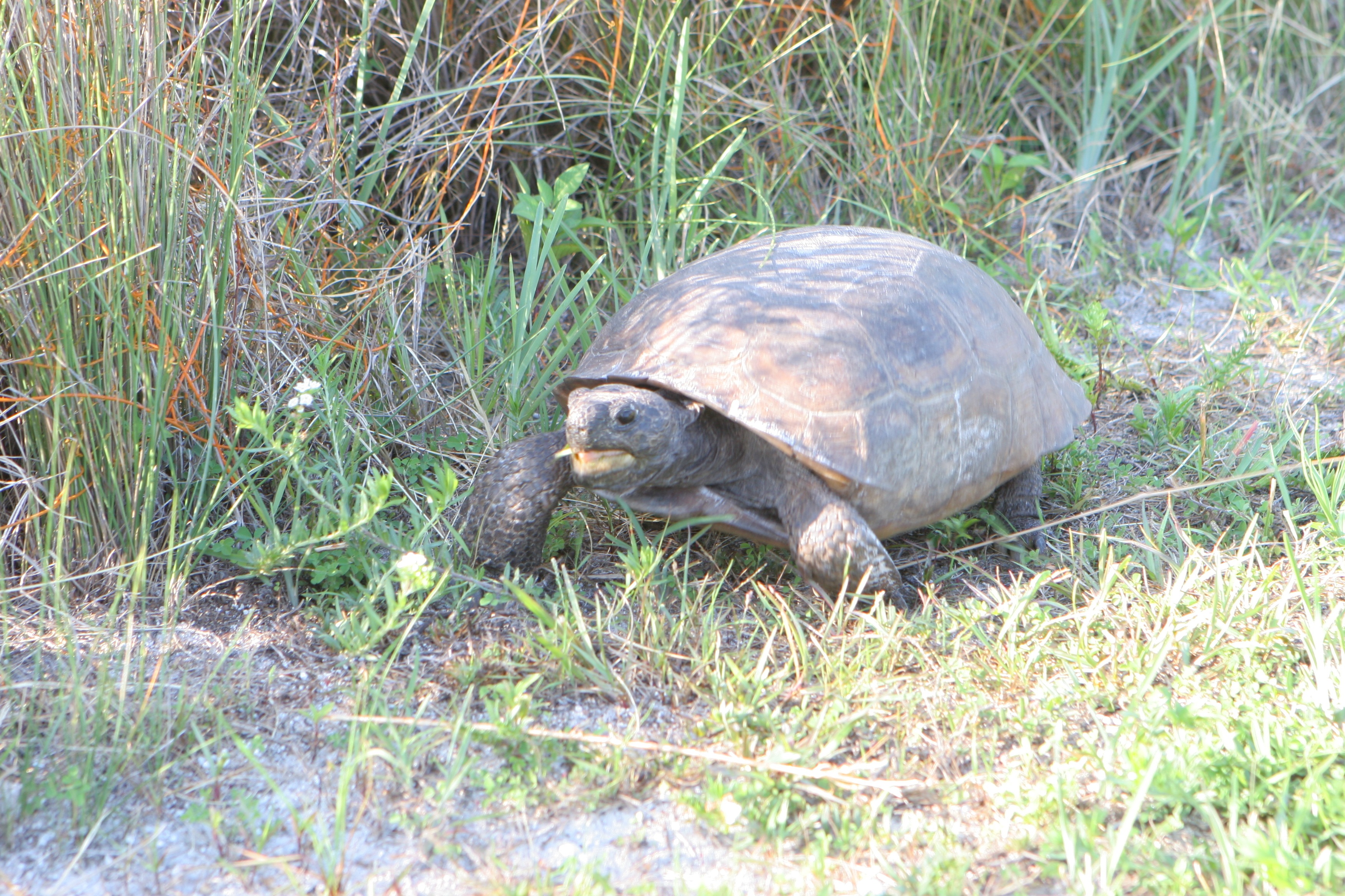 honeymoon island gopher tortoise