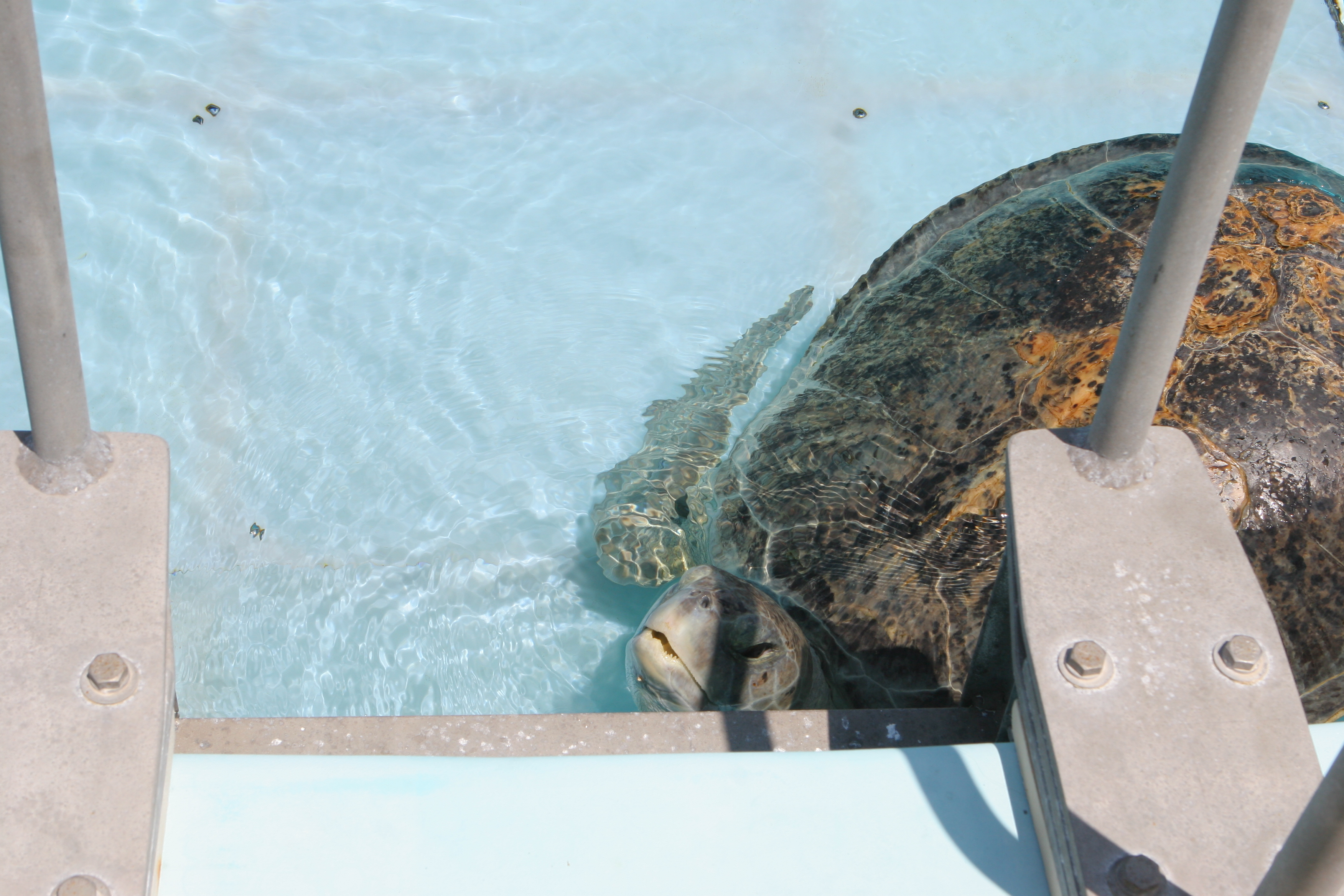 clearwater turtle