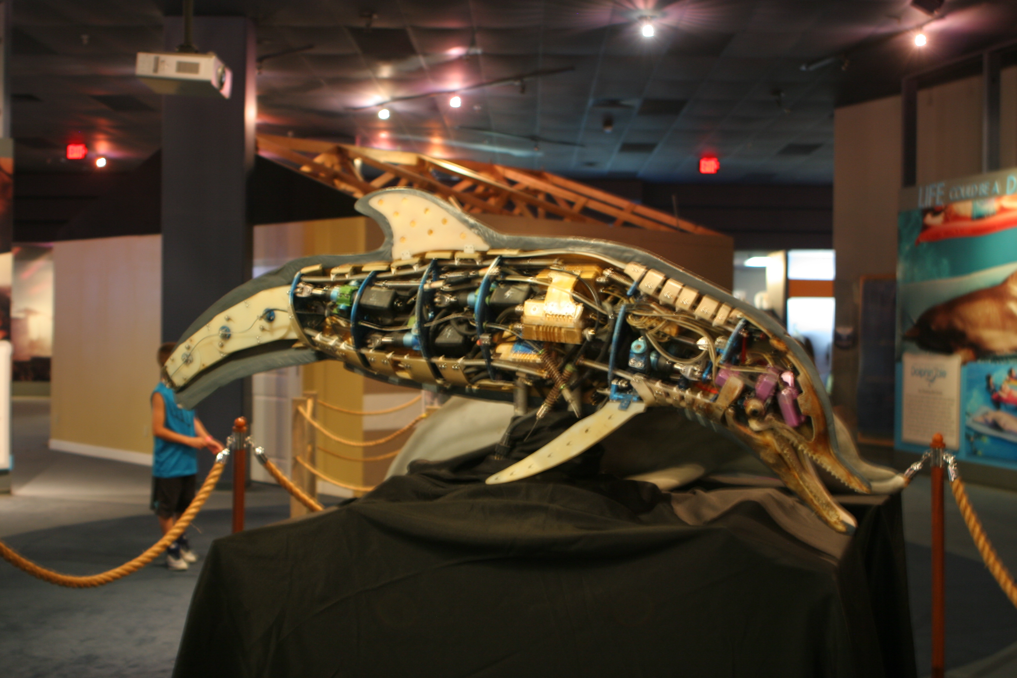 mechanical dolphin for the movie dolphin tale