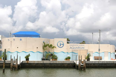 dolphin aquarium