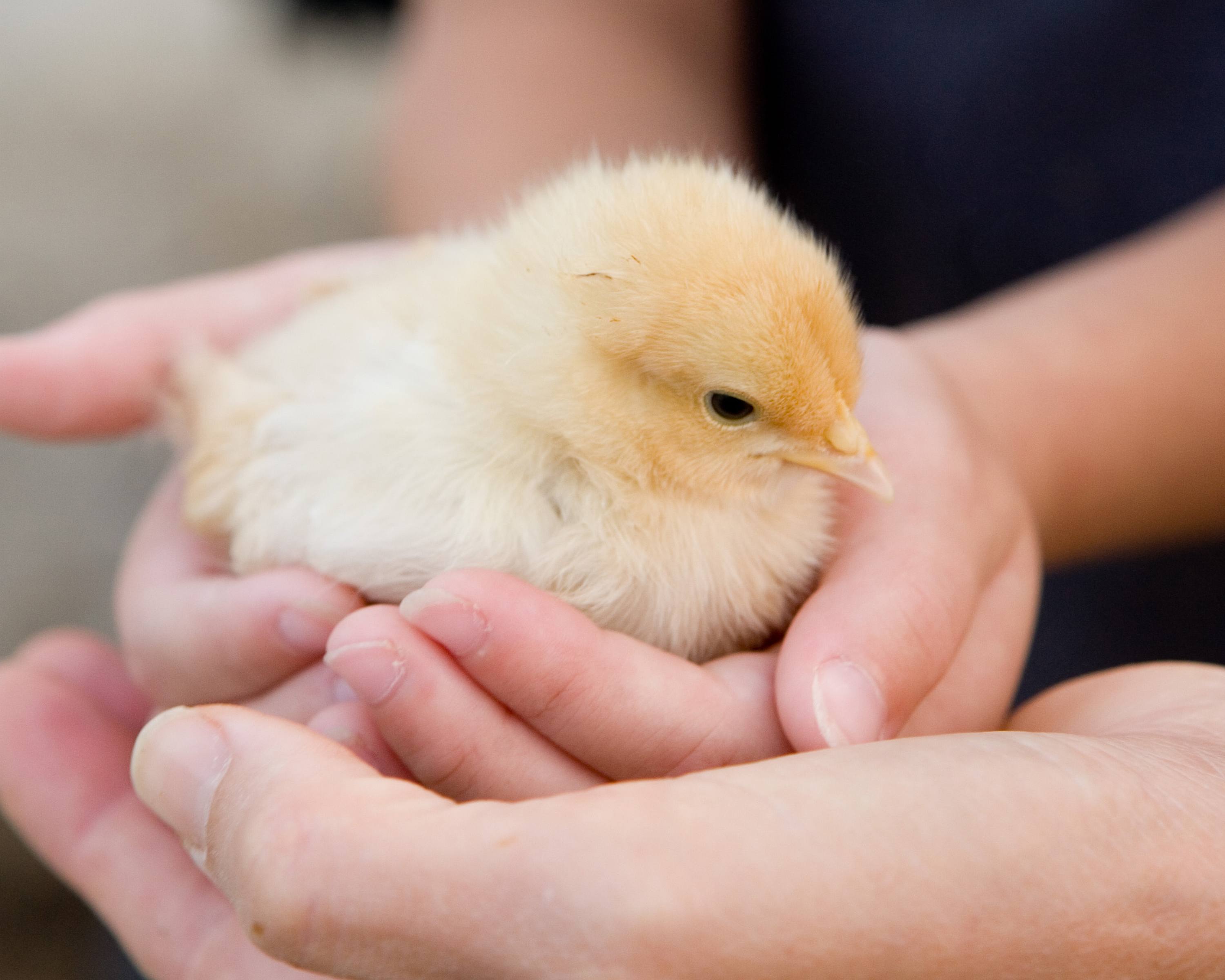 florida milk farm modern day milk maid baby chicks