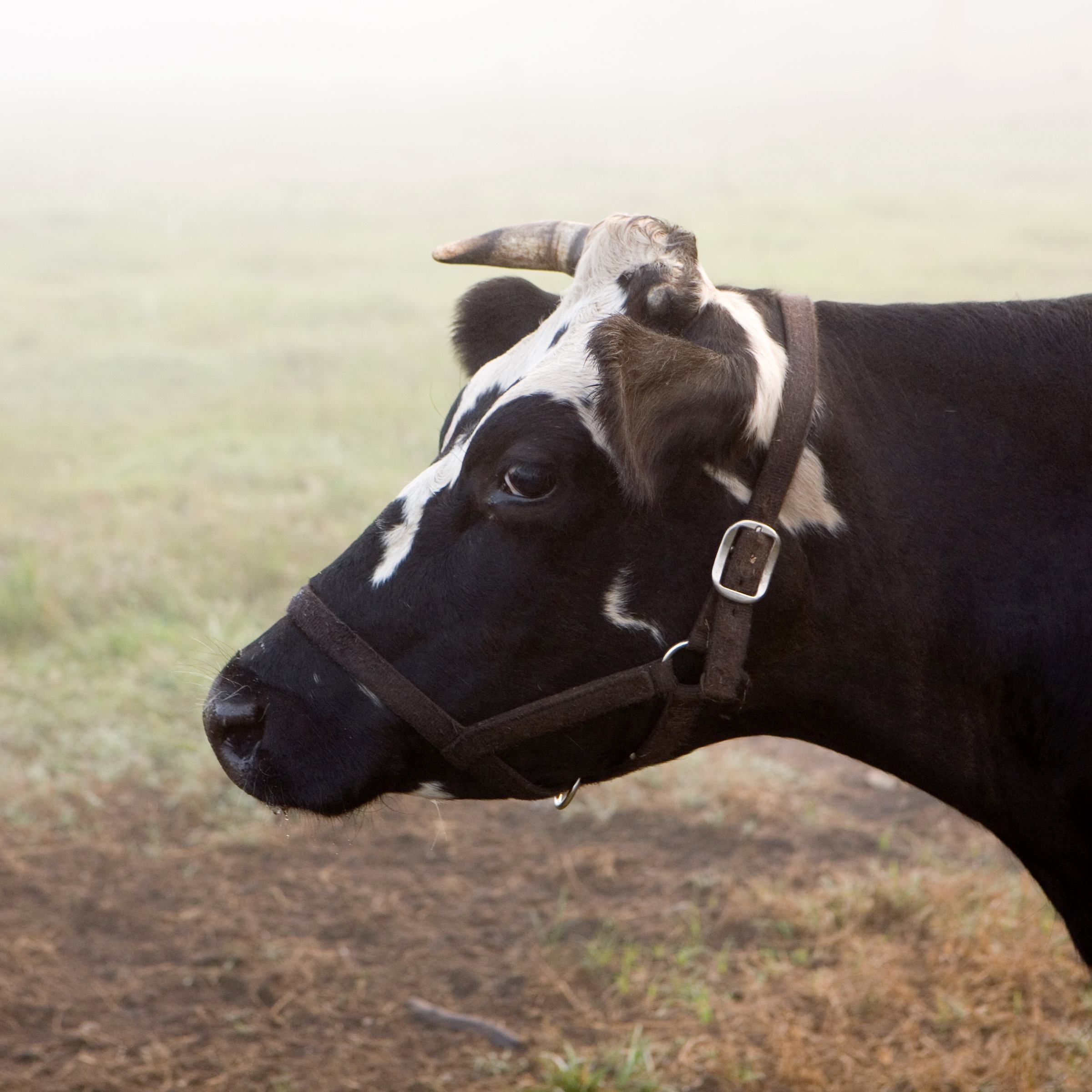 florida milk farm dairy cow daisy