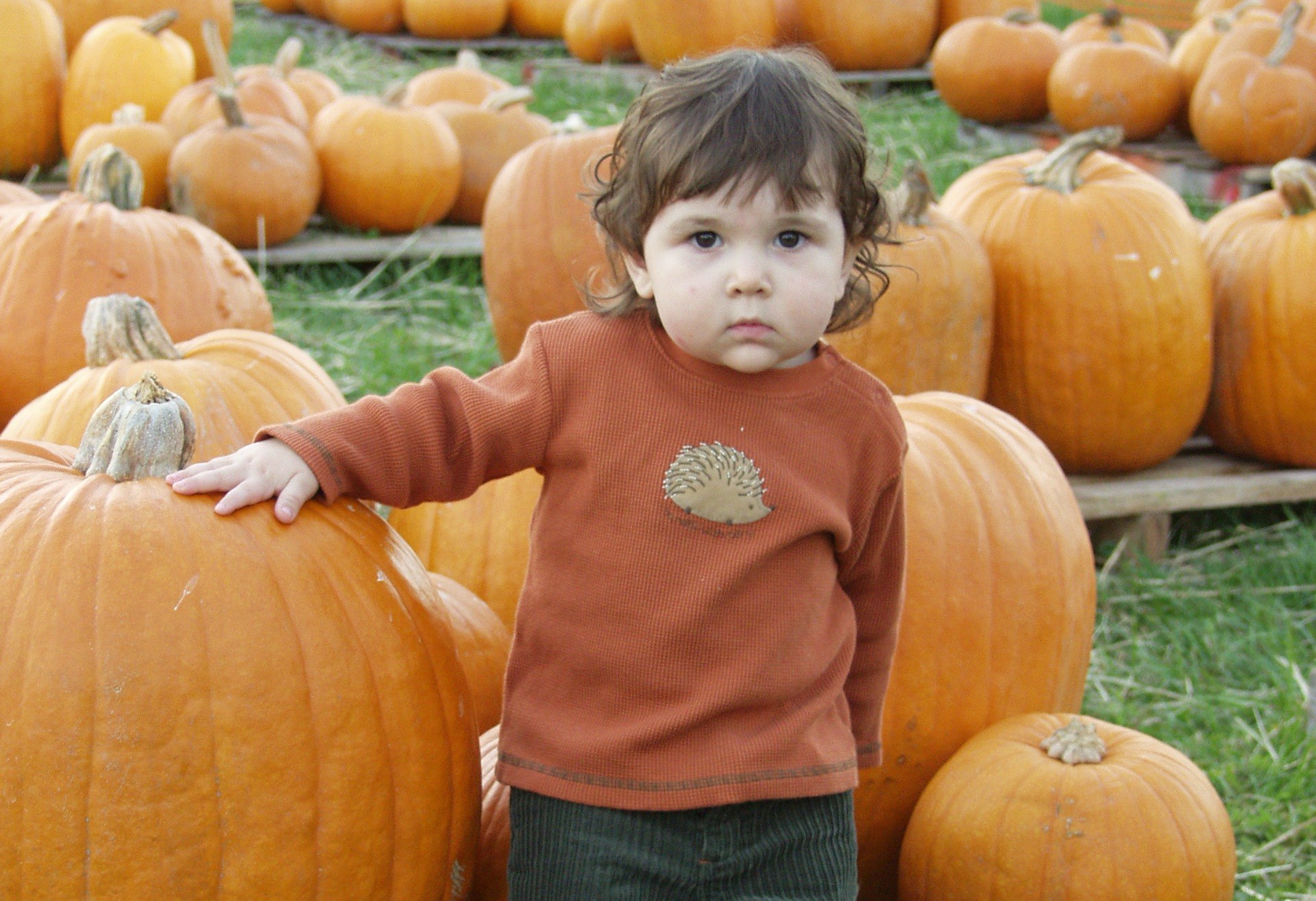 grayson in a pumpkin patch
