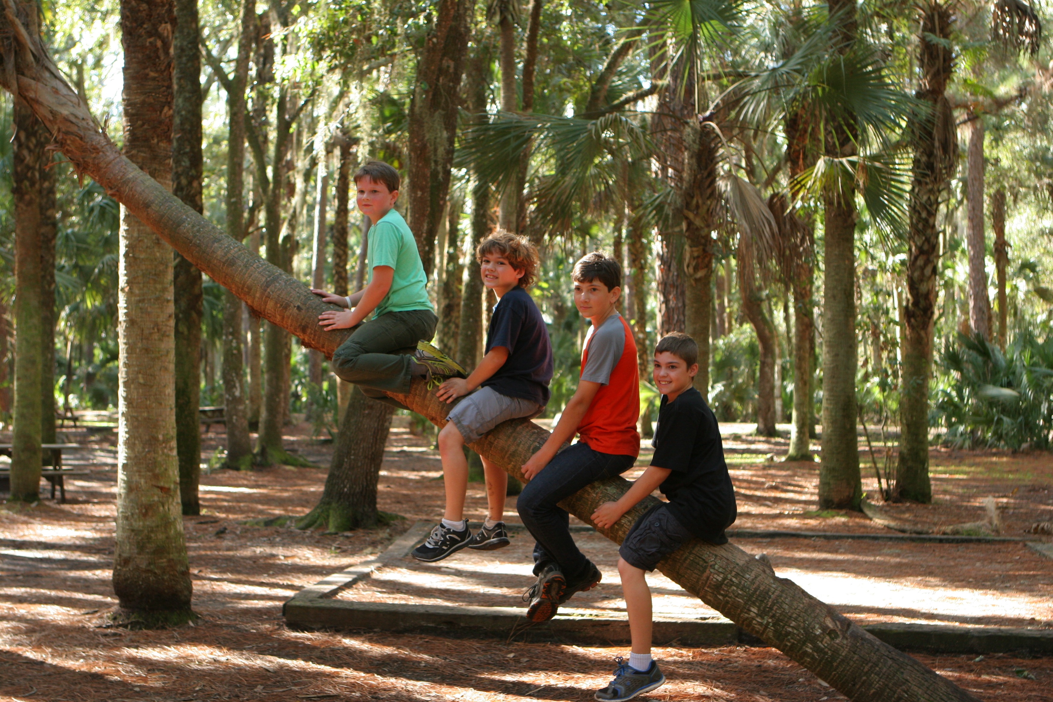 climbing trees is important to childhood