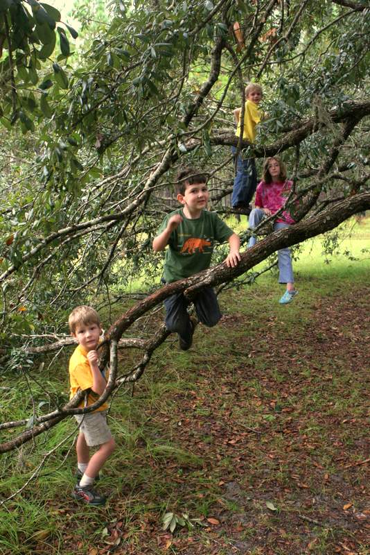 climbing trees while camping