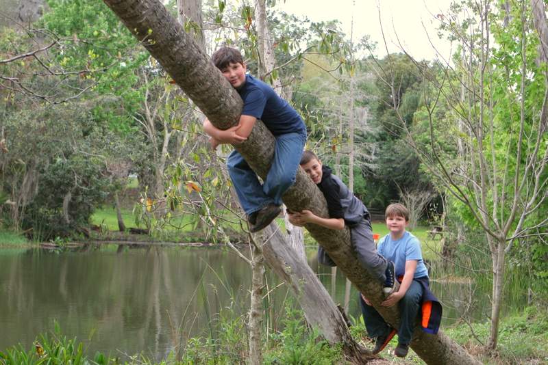 climbing trees at mead gardens in childhood