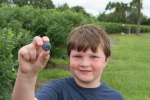 florida homeschooling blueberry picking