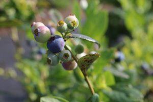 blueberries