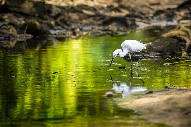 florida nature study