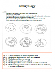 Raising Chickens - Image 4