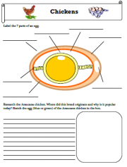 homeschool chickens science curriculum chickens