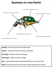 homeschool science curriculum sea turtle